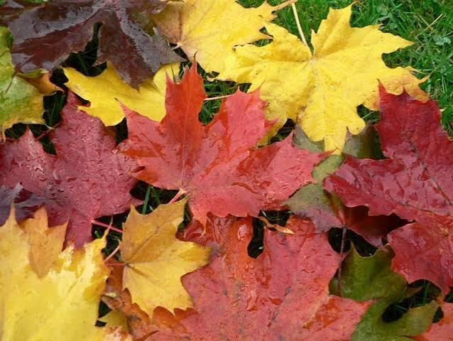 Anmälan till Kvinnodagen 24.10